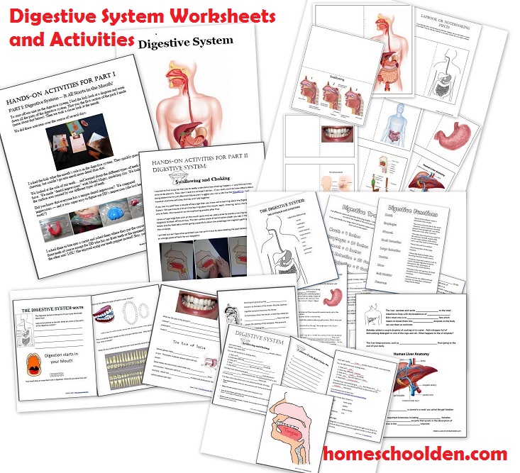Digestive-System-Unit