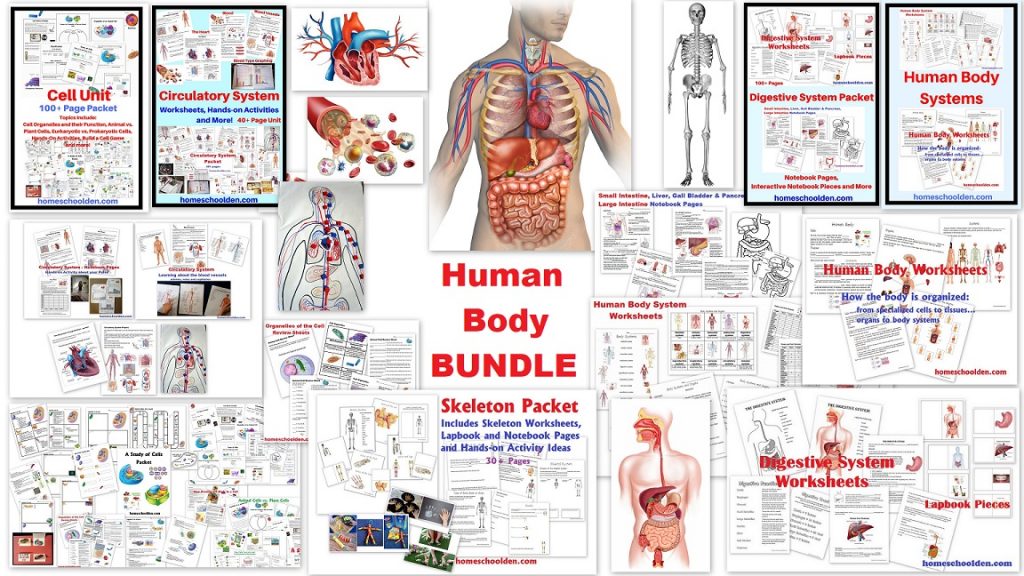 Human Body Systems BUNDLE