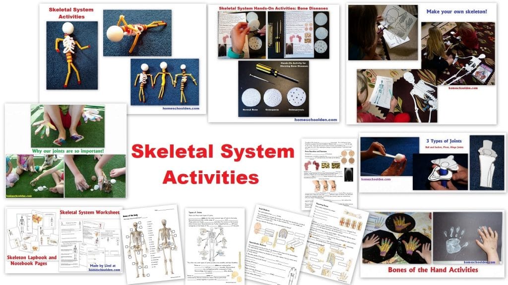 Skeletal System Worksheets and Lapbook