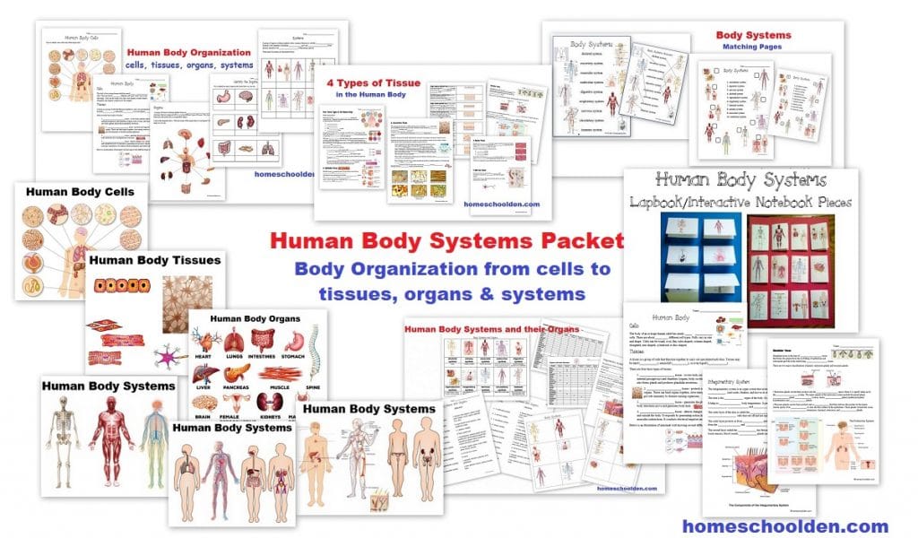 Human Body Systems Worksheets and Activities