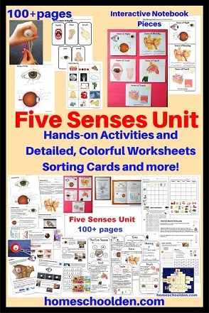 Five Senses Unit